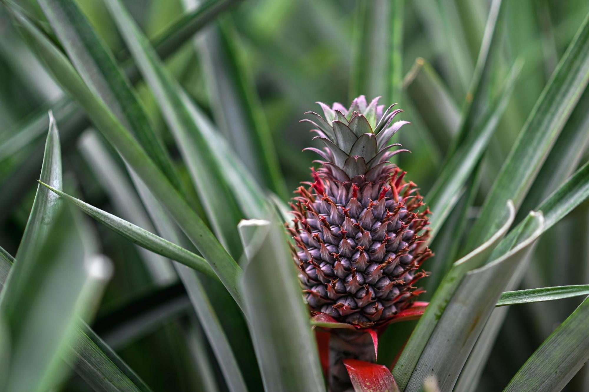 Pineapple Studio Ponta Delgada Buitenkant foto