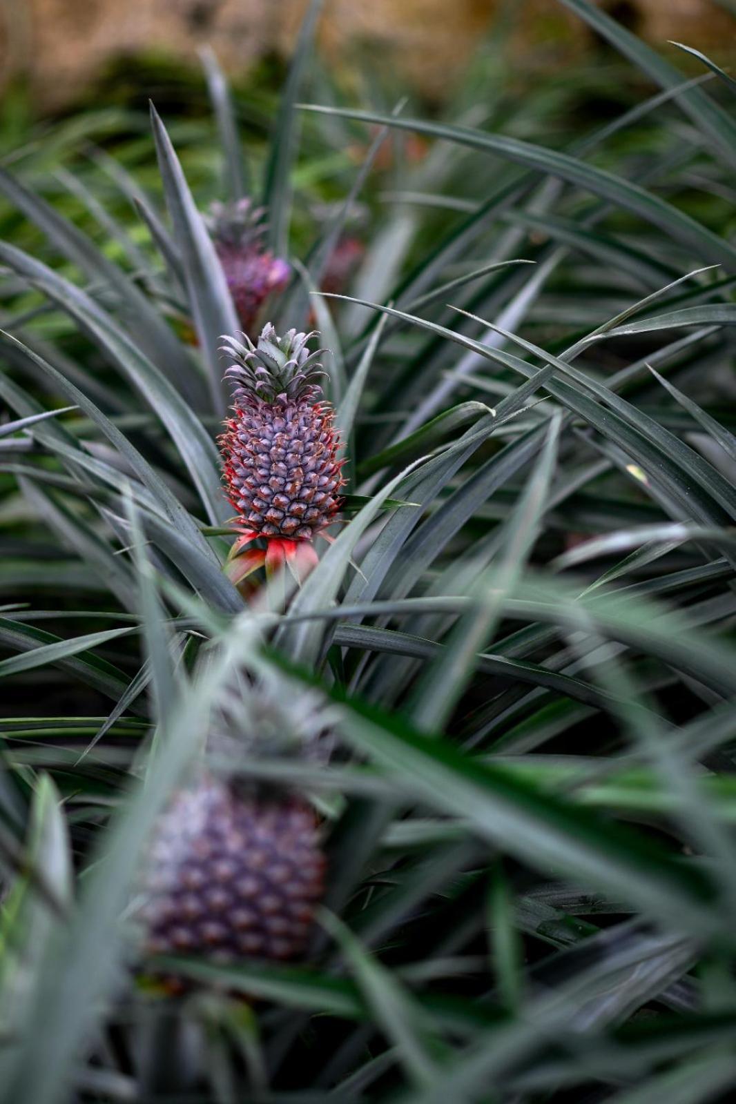 Pineapple Studio Ponta Delgada Buitenkant foto
