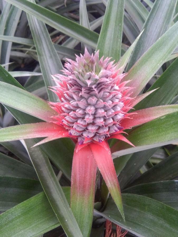Pineapple Studio Ponta Delgada Buitenkant foto